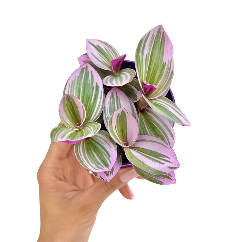 Tradescantia nanouk - pot de 8cm - plantes d'intérieur