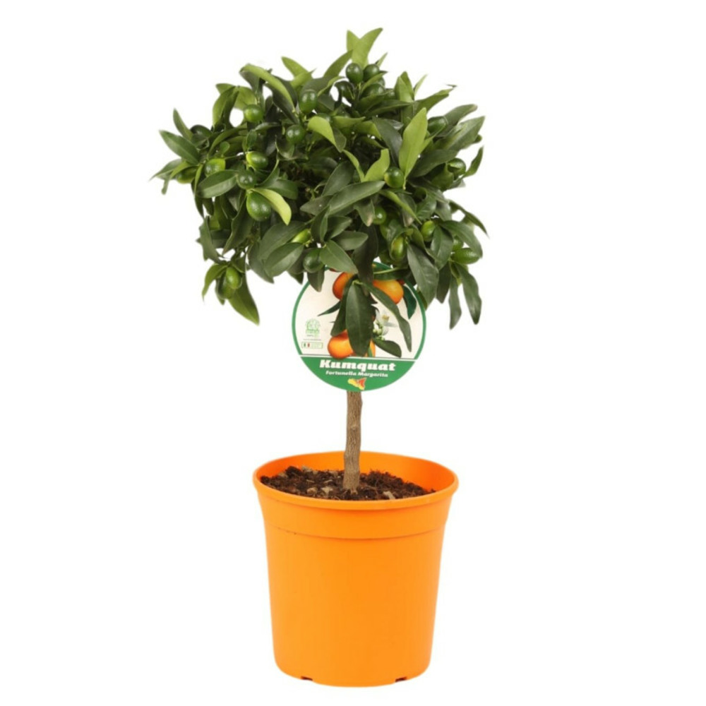 Kumquat - citrus kumquat mini tige 40 cm pot 22cm
