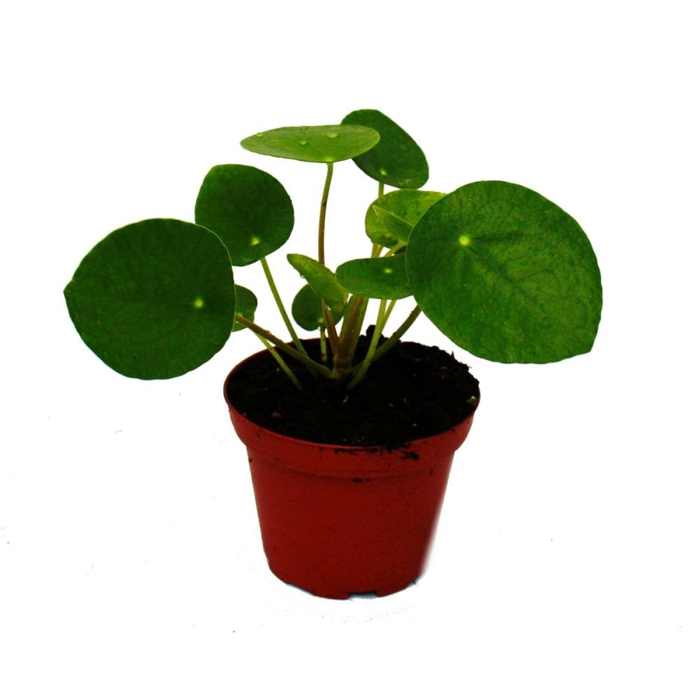 Mini - pilea peperomioides - glückstaler - arbre à monnaie chinois - plante à nombril en pot de 5,5cm