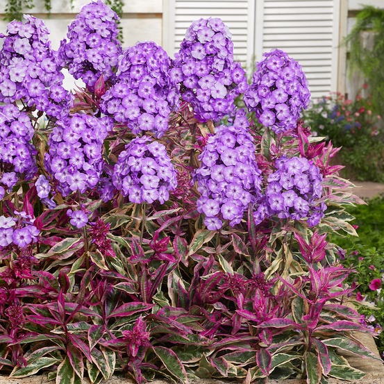 Phlox 'olympus' godet de 8/9 cm