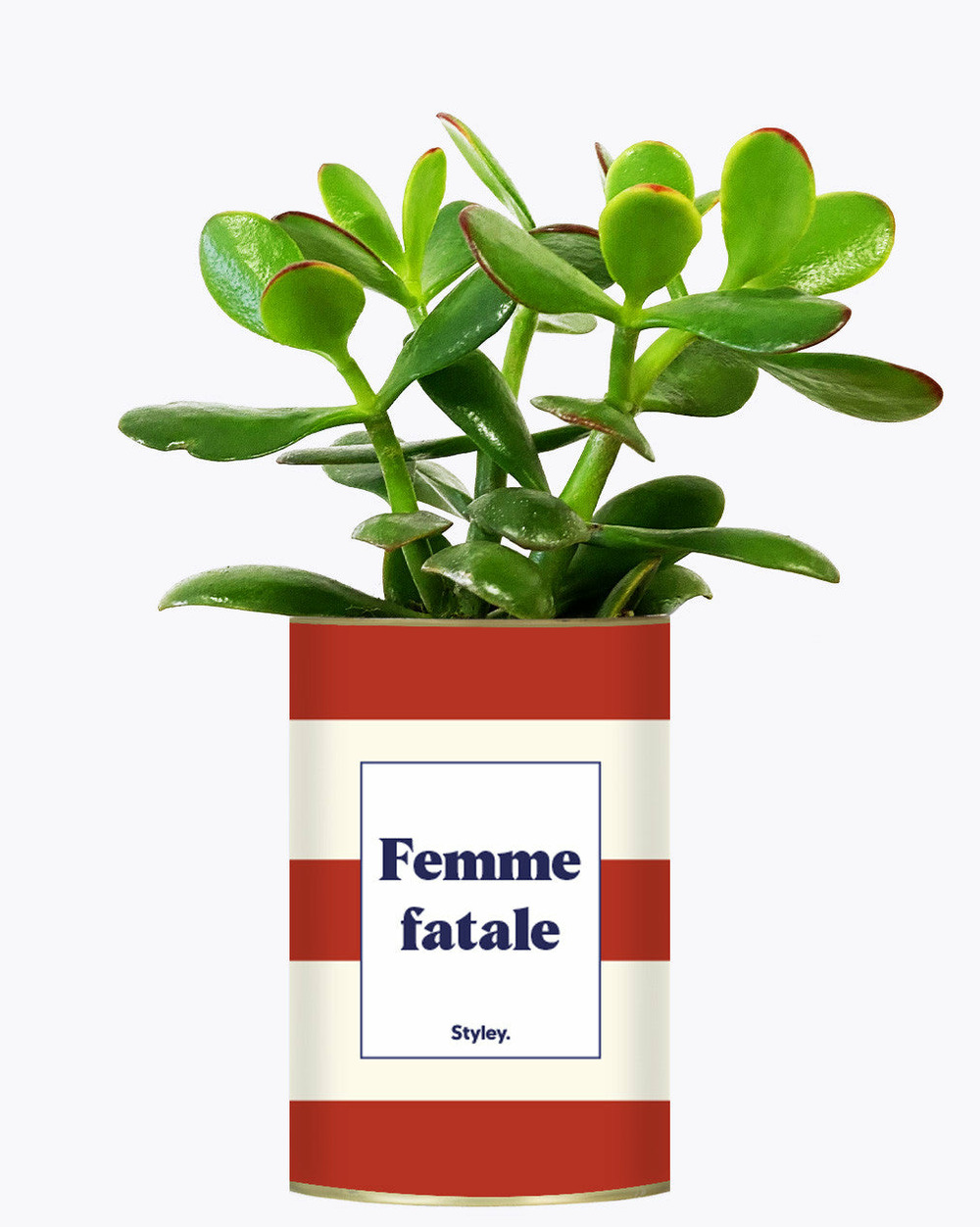 Plante à message - femme fatale - plante