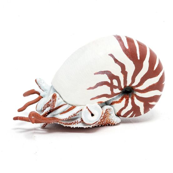 Figurine nautile