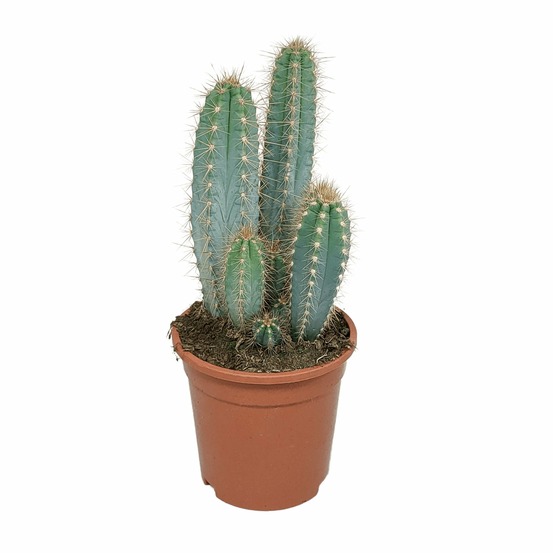 Pilosocereus azureus - cactus d'intérieur