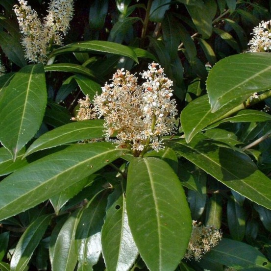 Laurier-cerise caucasica - prunus laurocerasus caucasica en pot 12l 125/150cm
