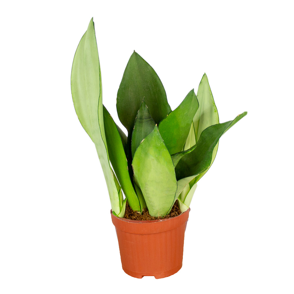 Sansevieria moonshine - langue de belle-mère - plantes d’intérieur - 30-40 cm de haut - pot 12 cm