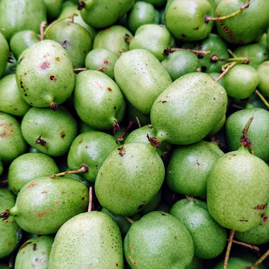 Kiwi de sibérie arguta chang bai giant (femelle) pot de 1,5l - 20/50 cm