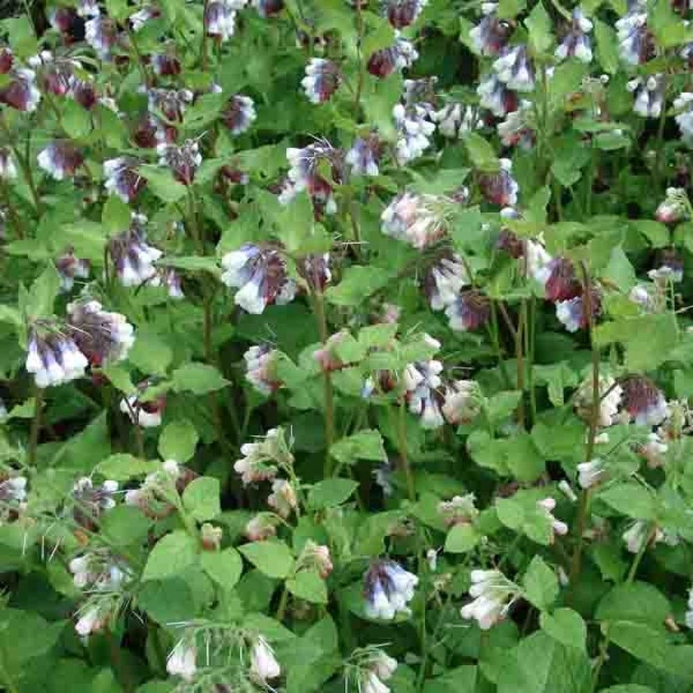 Consoude à grandes fleurs 'sky blue pink' godet de 8/9 cm