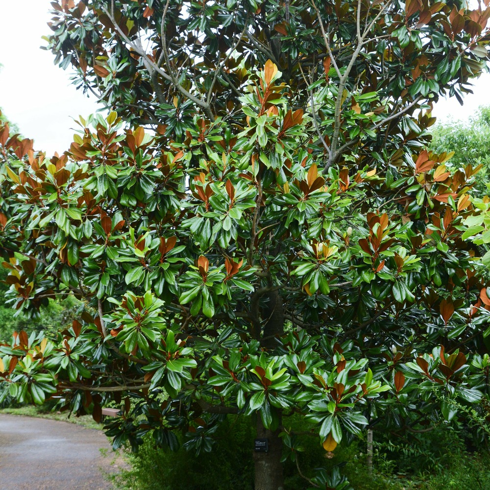 Magnolia grandiflora alta - le pot / ø 9cm / hauteur livrée 10-20cm
