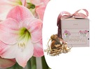 Bulbes de lys rose amarilis - dans une boîte cadeau