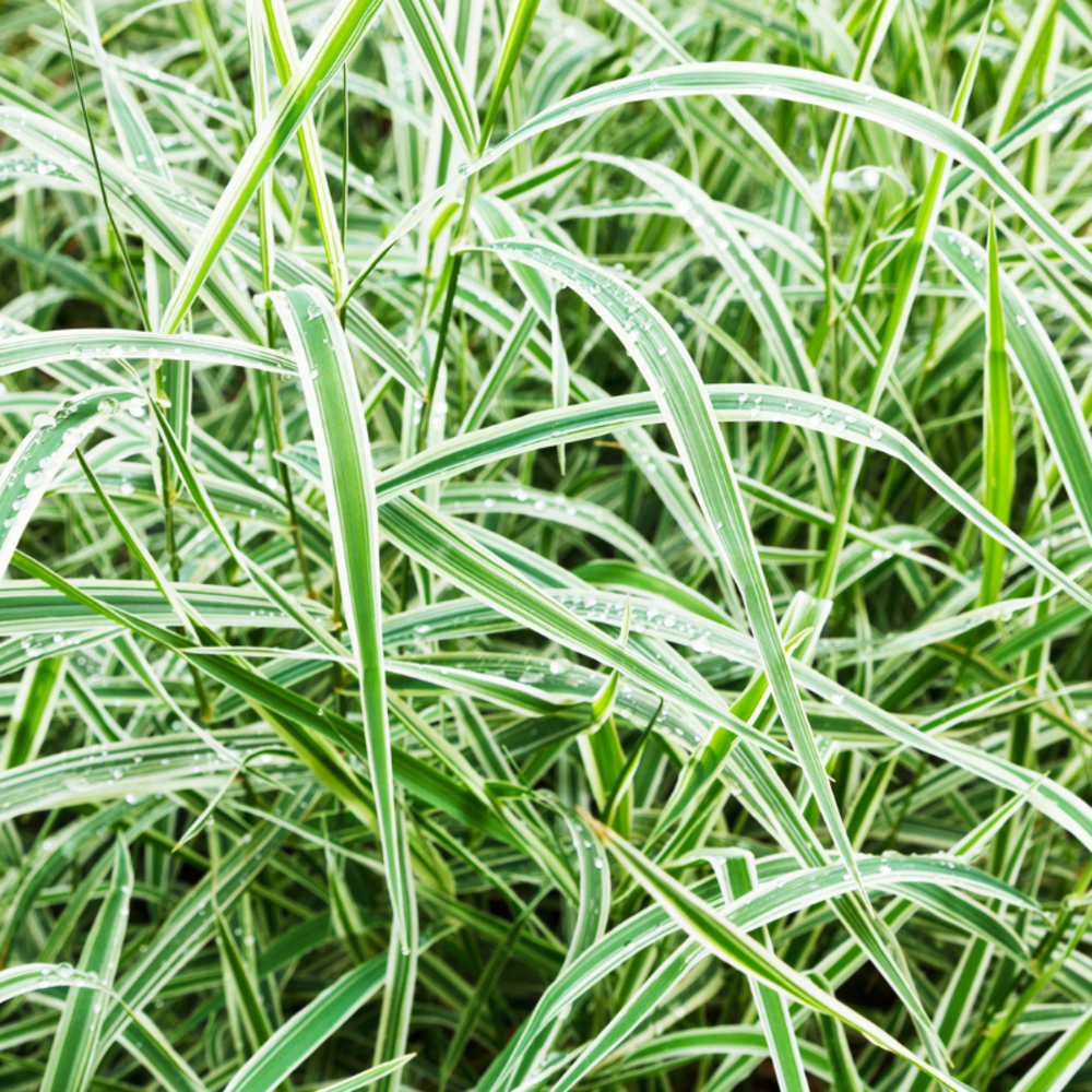 Laîche de morrow variegata - carex morrowii variegata 30/35 cm pot 3l