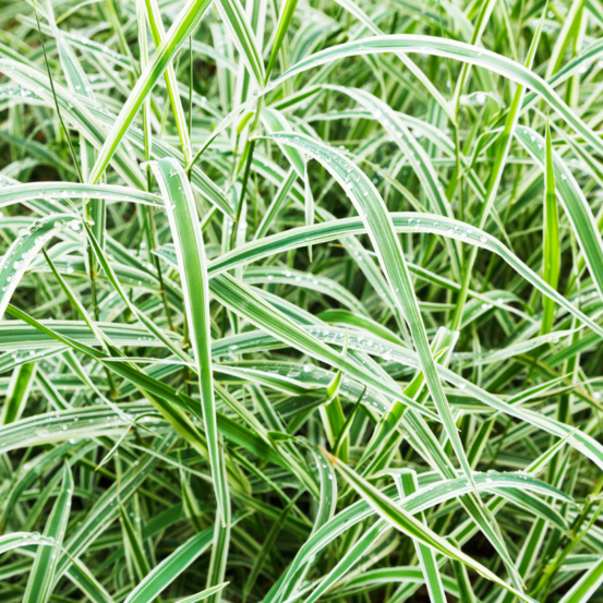 Laîche de morrow variegata - carex morrowii variegata 30/35 cm pot 3l
