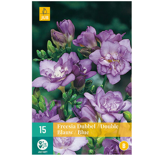 15 freesias doubles bleus