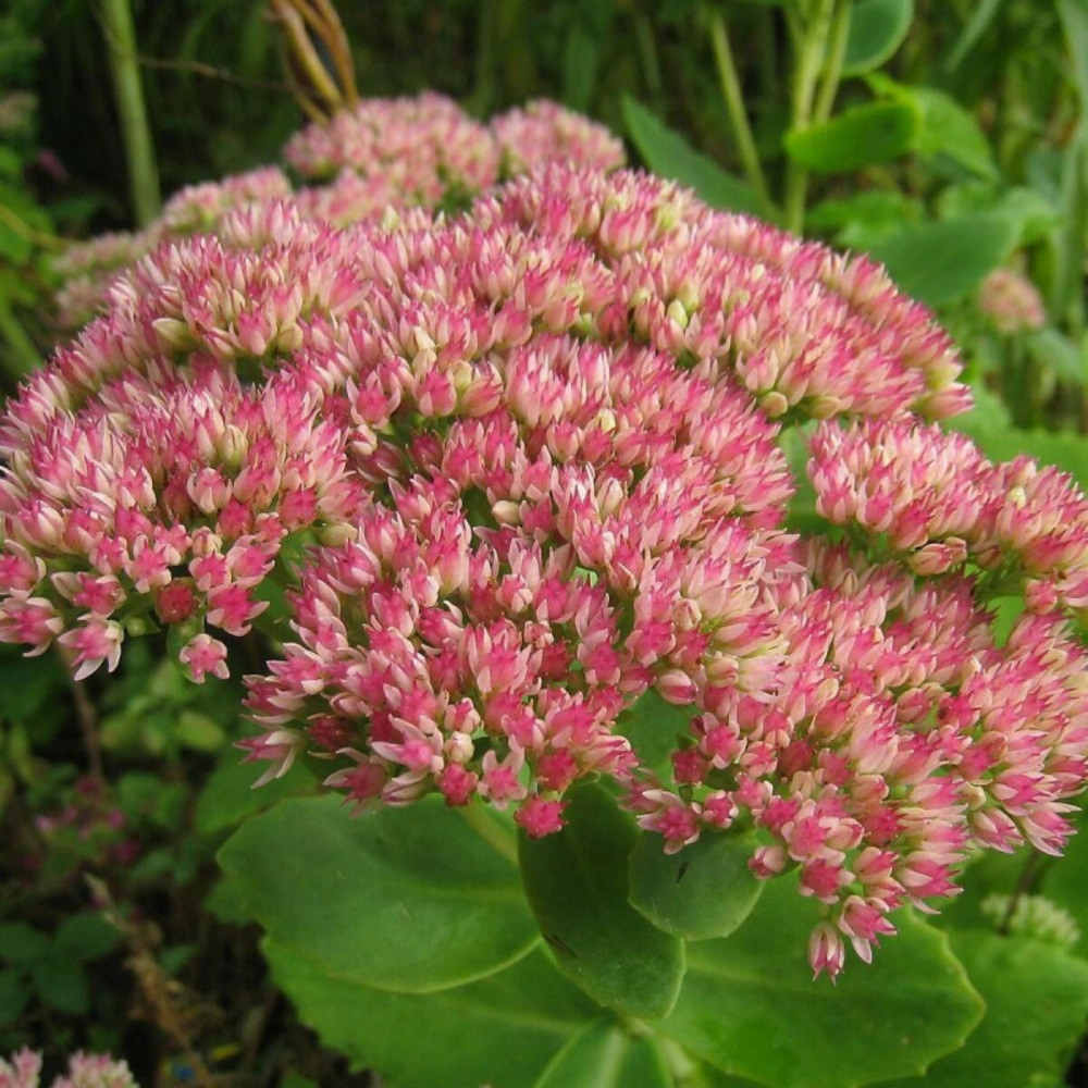 Orpin carl, sedum lot de 3 godets