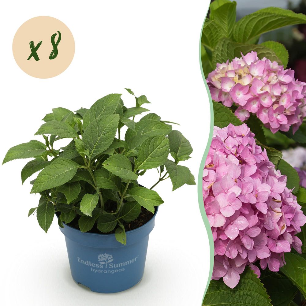Hortensia endless summer the original - 8 plants - h 20-25 cm, pot ø14 cm