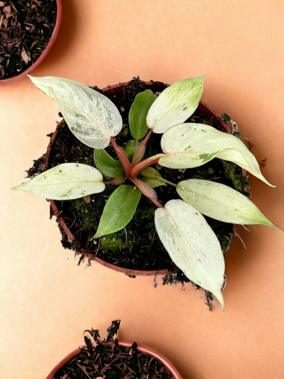 Philodendron snowdrift