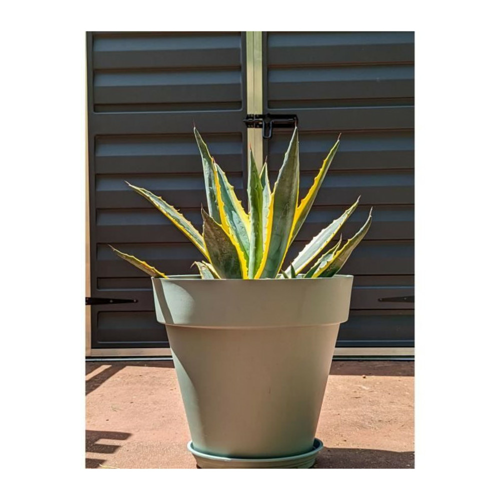 Bac a fleurs rond riviera soleilla - plastique - diametre 50 cm - vert argile