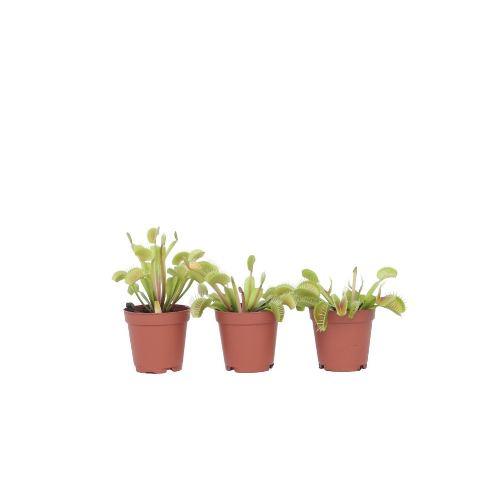 Vénus attrape-mouches - set de 3 - dionaea muscipula - hauteur 5-15cm - ⌀5,5cm