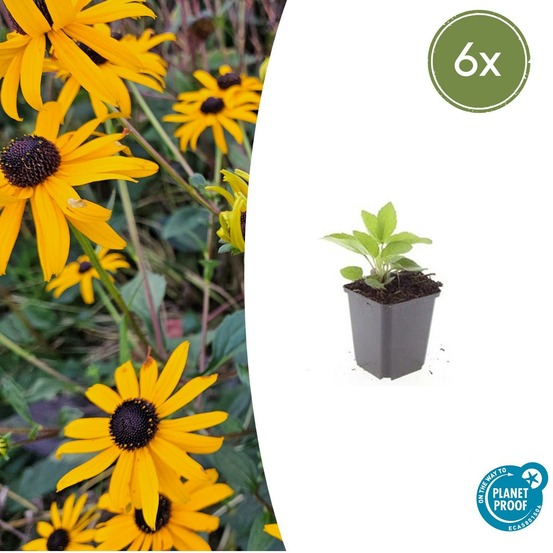 Rudbeckia 'goldsturm' x6 – entre 0,38 et 0,5m2