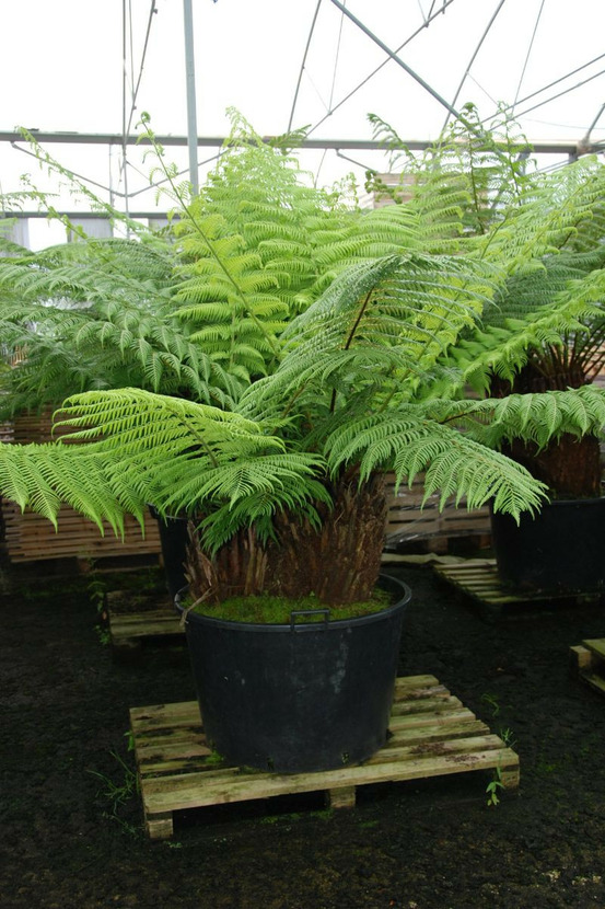 Fougère arborescente multitêtes - multitêtes stipes (hauteur 60+60 cm)