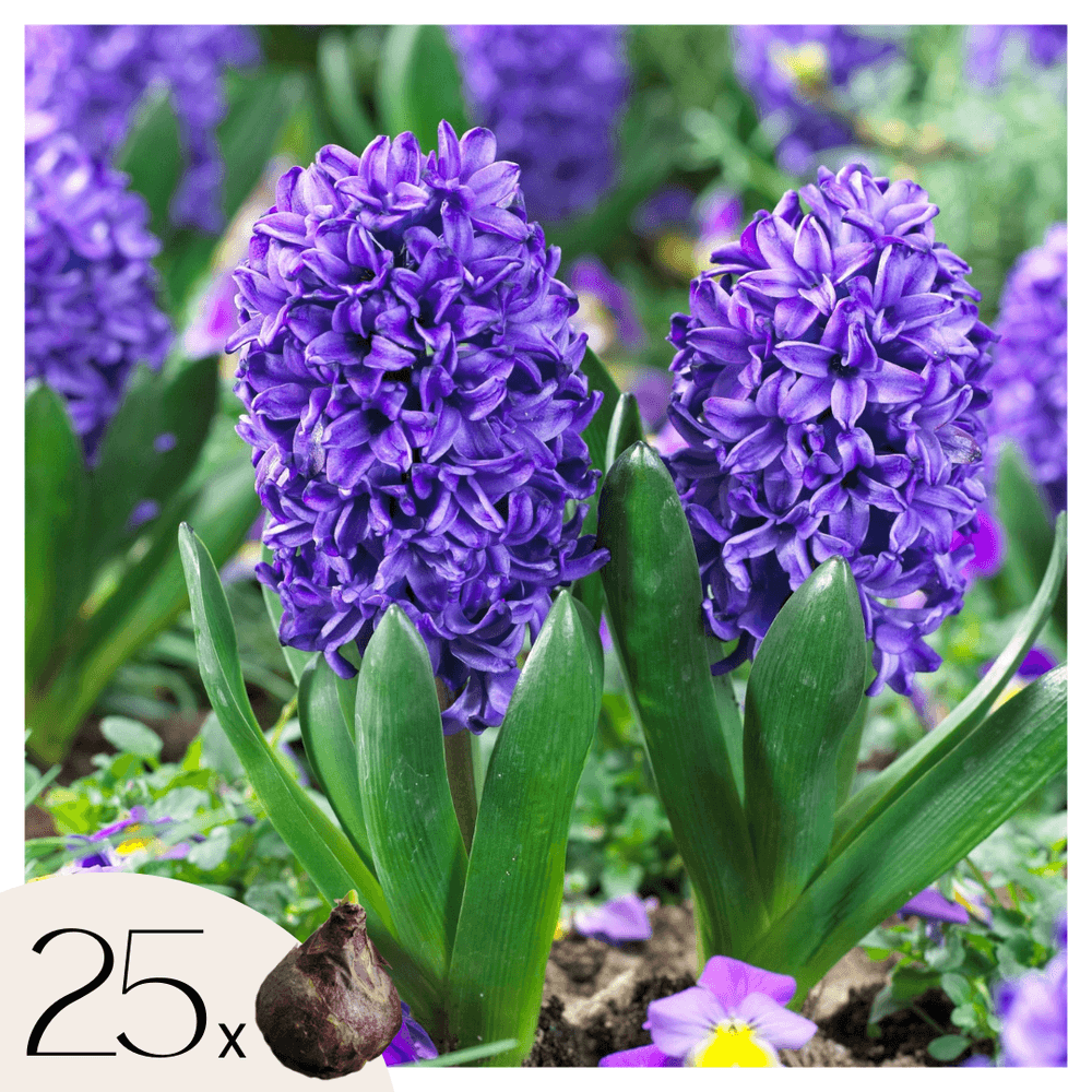 Jacinthe - set de 25 - hyacinthus 'blue trophy' - bulbes à fleurs - bleu