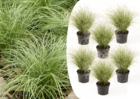 Carex 'brume amazonienne' - set de 6 - pot 10,5 - hauteur 15-25cm