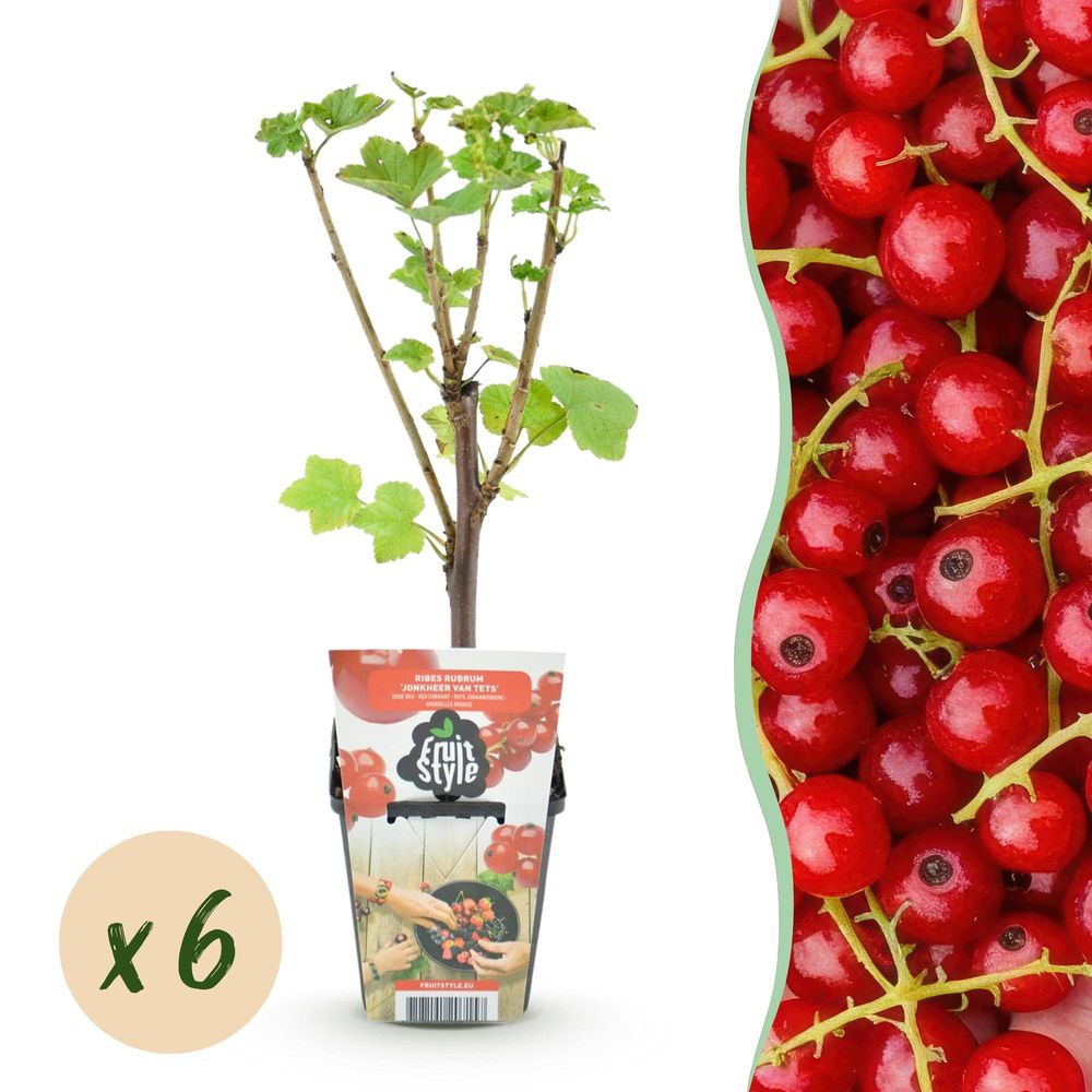 Groseillier 'jonkheer van tets' - lot de 6 - pot 9 cm - hauteur 35 cm