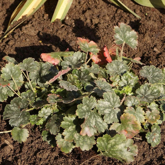 Heuchere princess alice lot de 3 godets