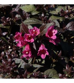 Weigela florida 'minor black' godet de 8/9 cm