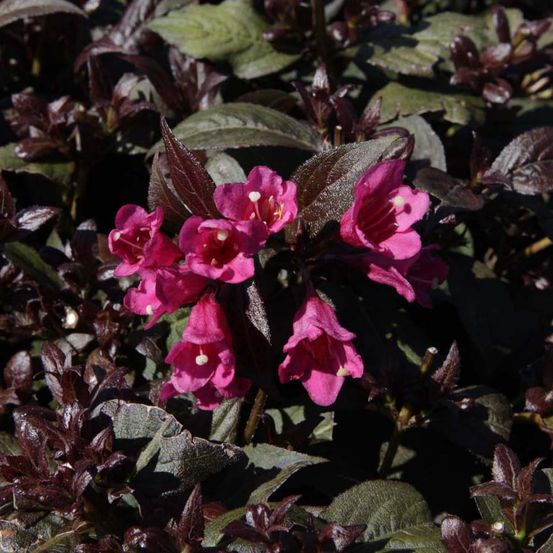Weigela florida 'minor black' godet de 8/9 cm