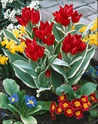 10 tulipes unicum, le sachet de 10 bulbes / circonférence 10-11cm