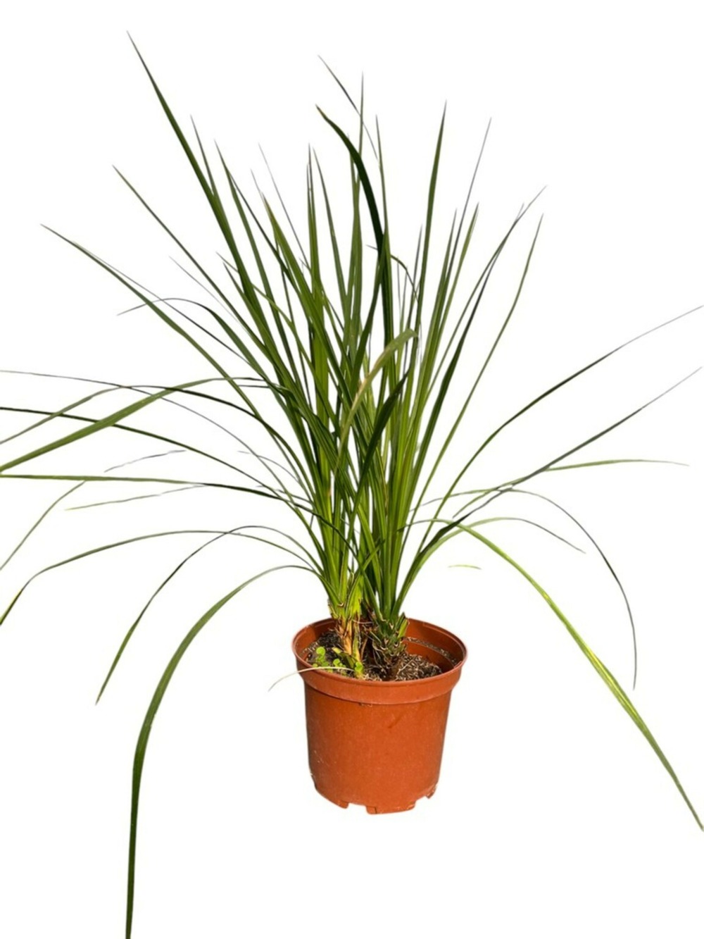 Cordyline indivisa - pot 10 l - h 120 cm
