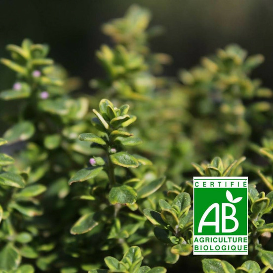 Thym panaché foxley - sans traitement godet - 5/20 cm