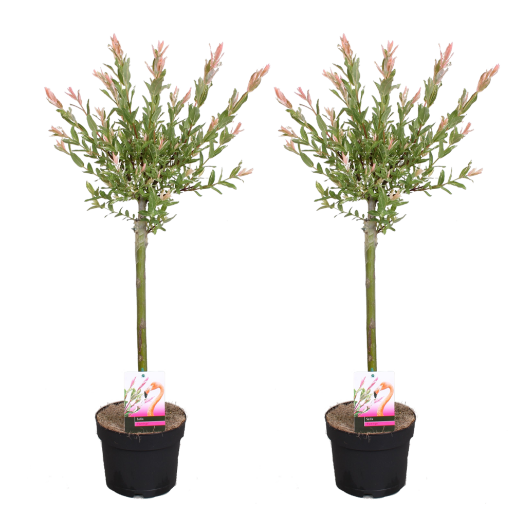 Lot de 2 - salix integra 'flamingo' - saule panaché - 60-80 cm de haut - pot 17 cm