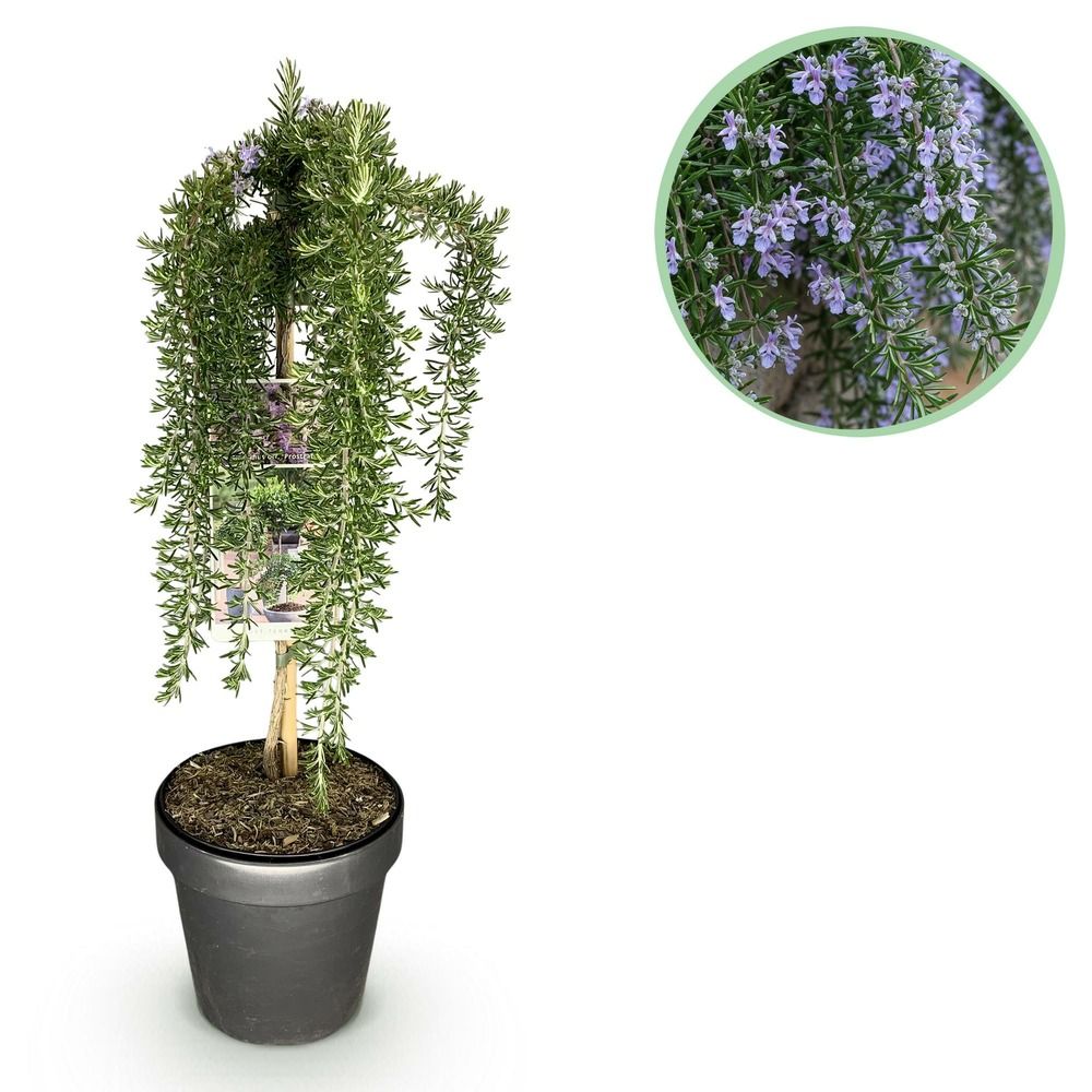 Romarin prostratus violet - pot 19 cm - hauteur 70-90 cm