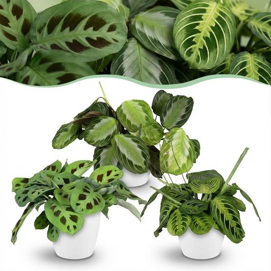 Maranta mix - silverband, lemon lime & kerchoveana - pet-friendly - pot de 12cm - hauteur 25cm - plantes d'intérieur