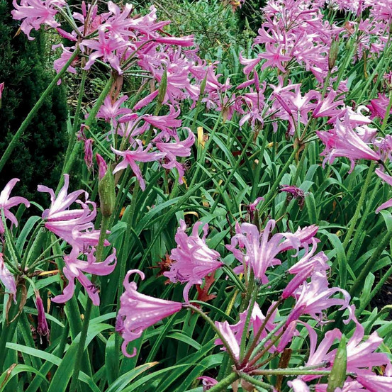 4 amarines belladiva aphrodite - le sachet de 4 bulbes / circonférence 16cm+, vendu par lot de 2