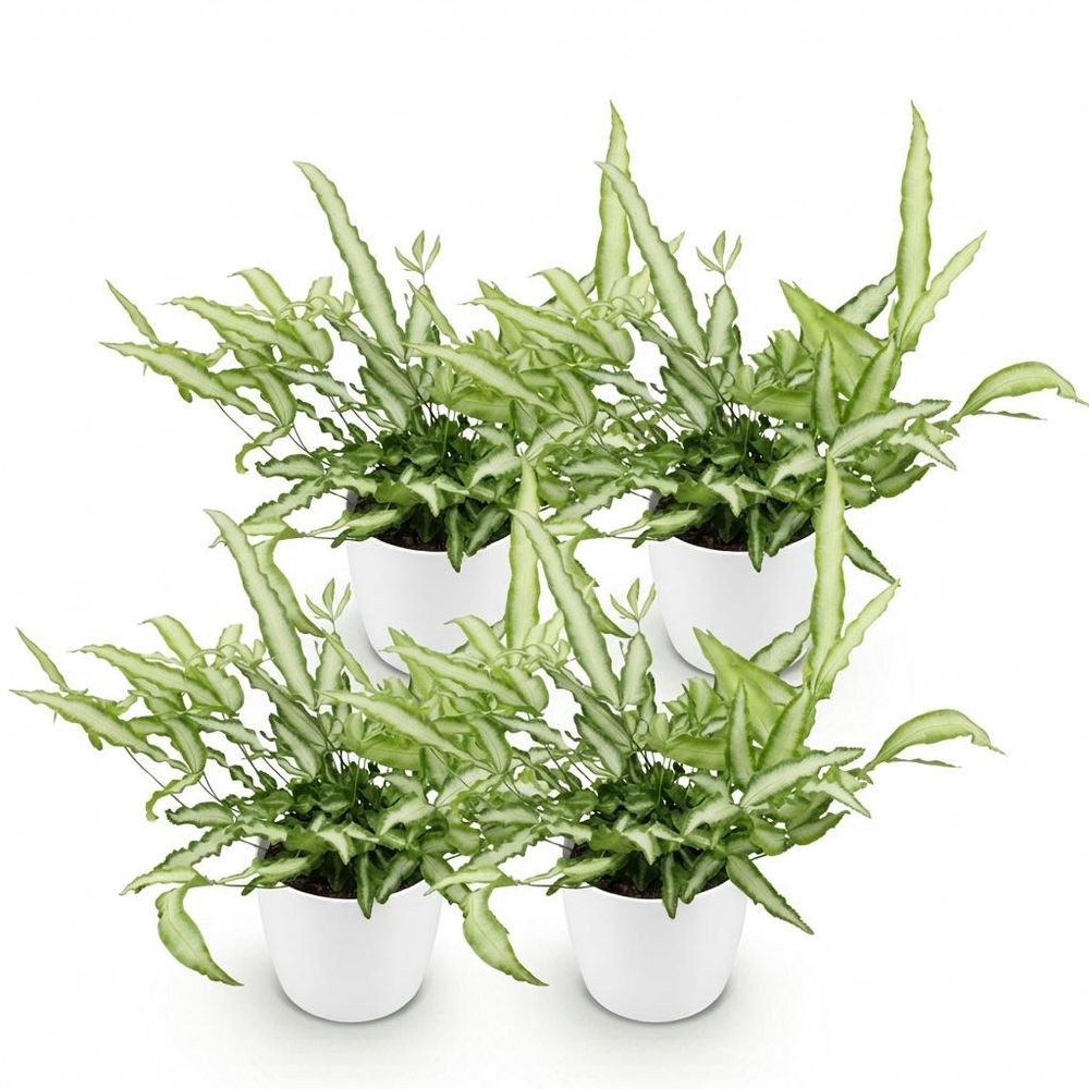 Pteris cretica albolineata - pet-friendly - plante fougère - pot de 12cm - hauteur 20-30cm