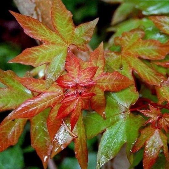Acer cappadocicum rubrum - érable de colchide rouge pot de 3l/4l