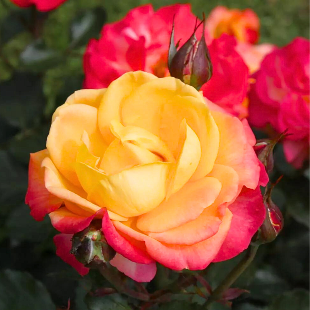 Rosier hybride bicolore rose flaming star en pot 3l