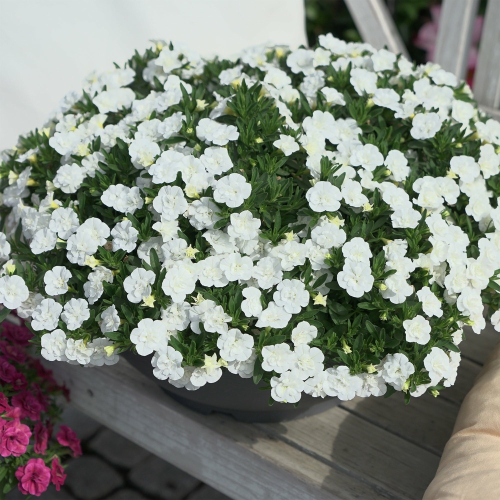 Mini-pétunia à fleurs doubles blanches - le pot / ø 10,5cm, vendu par lot de 2
