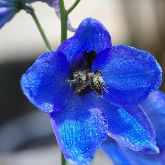 Pied-d'alouette atlantis, delphinium lot de 9 godets