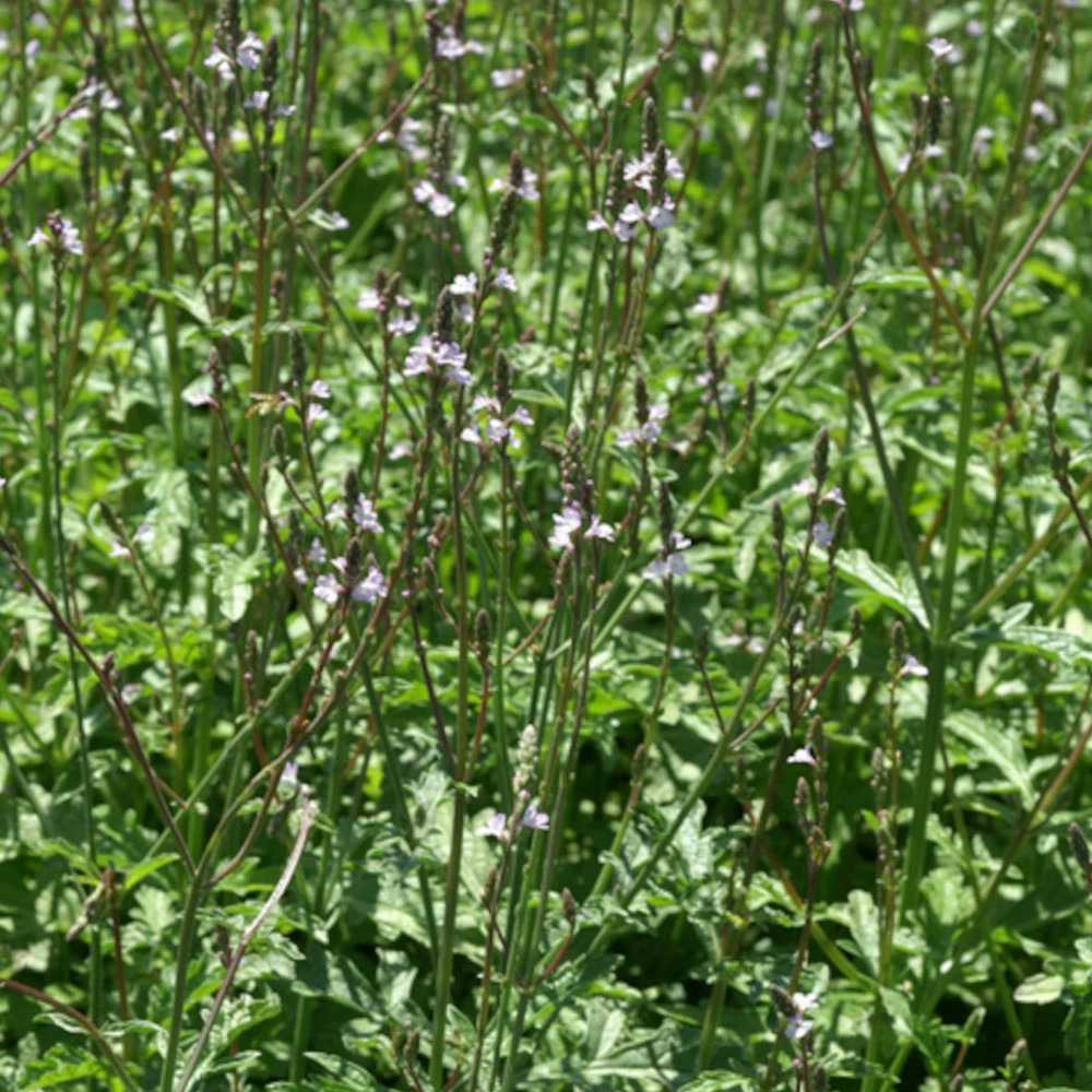 Verveine officinale lot de 9 godets