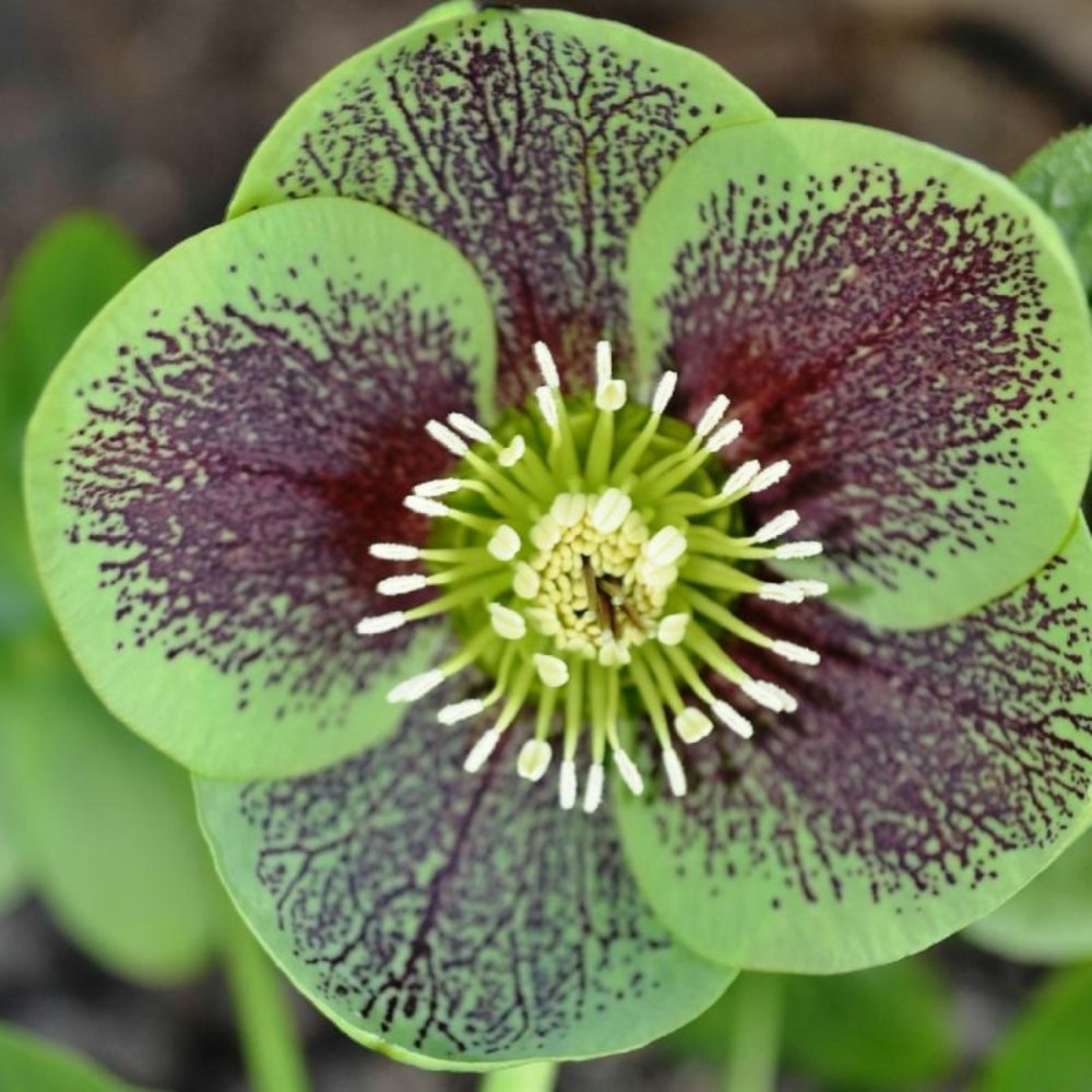 3 hellébores orientales 'green spotted' (helleborus orientalis green spotted)