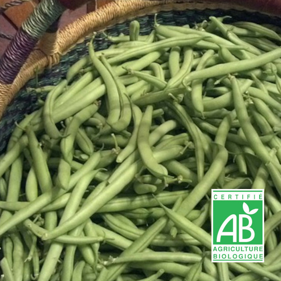 Graines de haricot nain à filet aiguillon - sans traitement boite