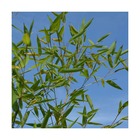 Bambou non traçant pingwu/fargesia robusta 'pingwu'[-]pot de 7,5l - 60/80 cm