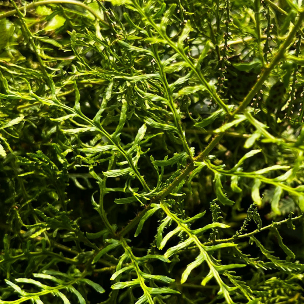 Fougère mâle linearis polydactyla - edition limitée pot de 1 litre