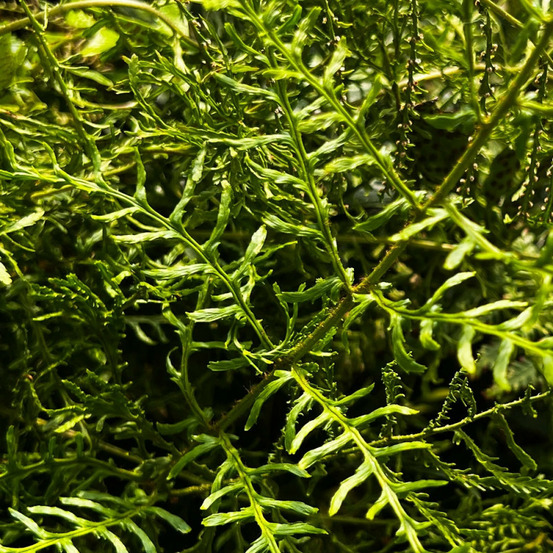 Fougère mâle linearis polydactyla - edition limitée pot de 1 litre