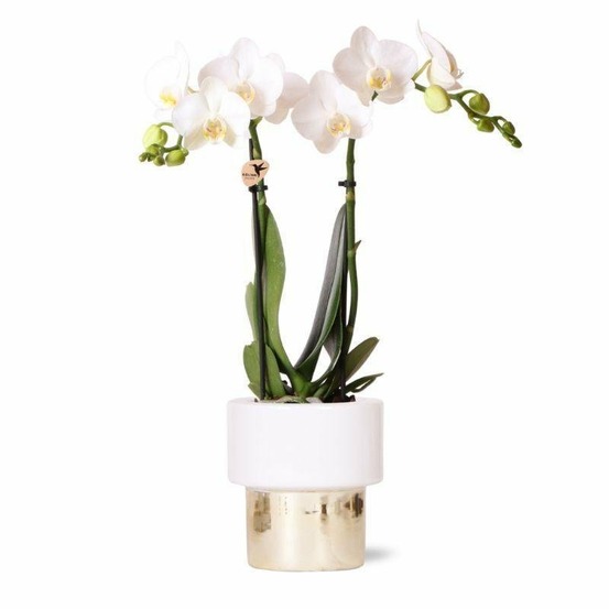 Orchidée amabilis blanche et son pot blanc doré - hauteur 35cm
