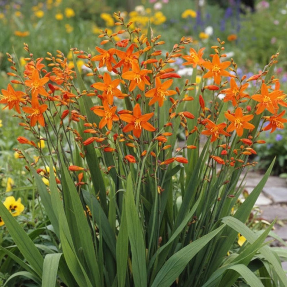 Crocosmia babylon, montbretia lot de 9 godets