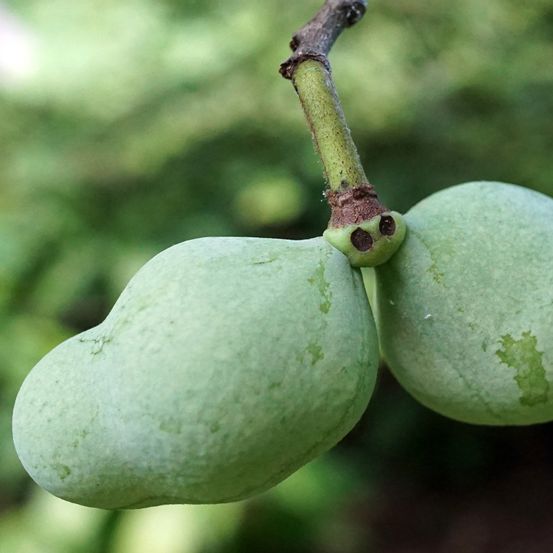 Asiminier, pawpaw 'overleese' pot de 3l/4l